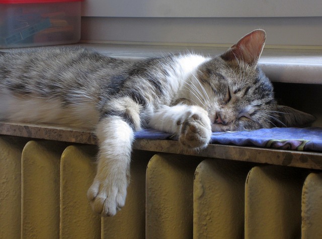 cat-asleep-on-radiator